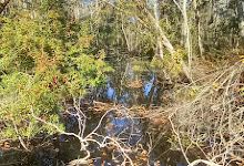 Jones Swamp景点图片