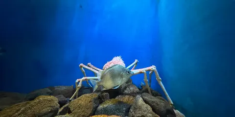 男鹿水族館GAO