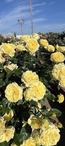 Yoshiumi Rose Park-今治市