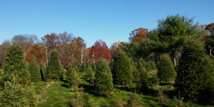 Miller's Christmas Tree Farm- Elizabethtown Location
