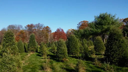 Miller's Christmas Tree Farm- Elizabethtown Location