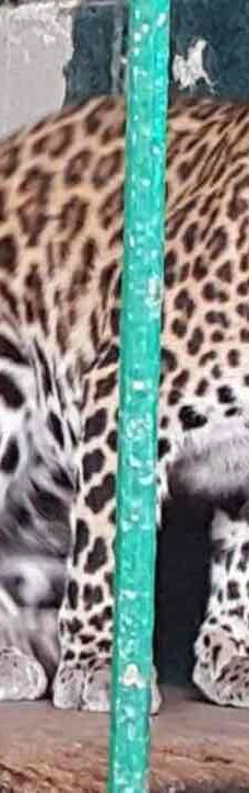 迪拜野生动物园-迪拜-YoYo_2Z6R7X2Q