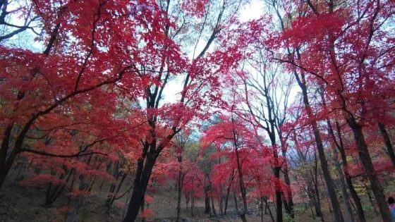 紅葉谷-谷外谷
