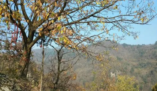 寶堂寺