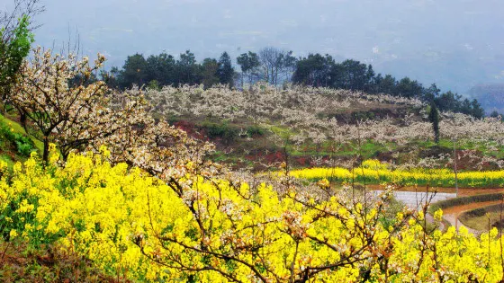 佛來山