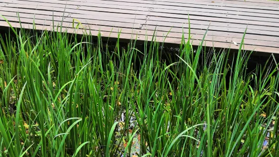 濕地公園(淮口巴德小鎮)