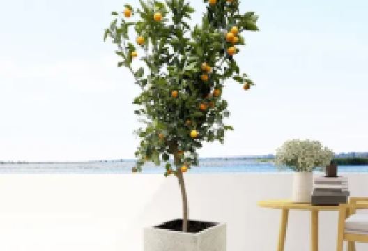 Planteda.com购物图片