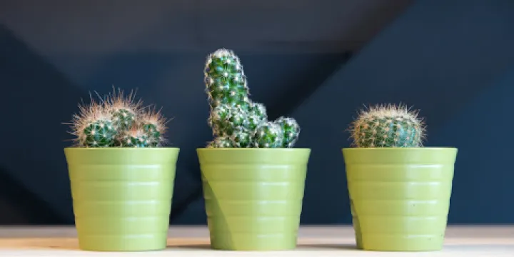 Natural High Surfschool