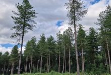 Allerthorpe Common Nature Reserve景点图片
