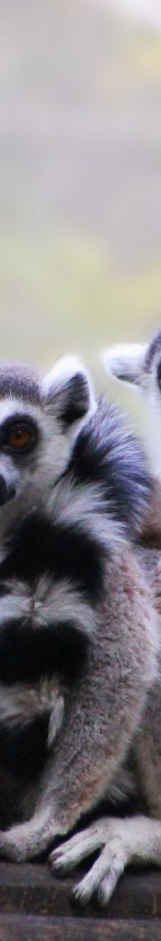 Selwo Aventura-埃斯特波纳