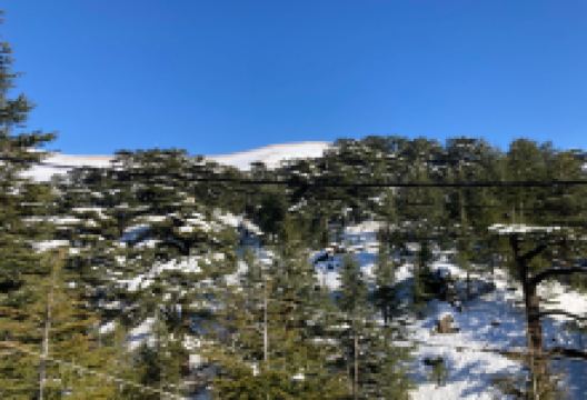 神杉林景点图片