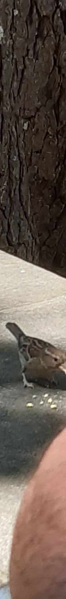 佛罗里达公园-维托里亚