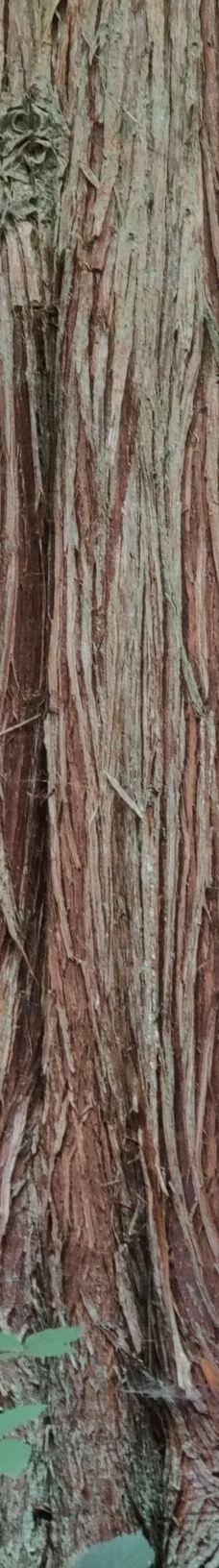 Geografisk Have-科灵