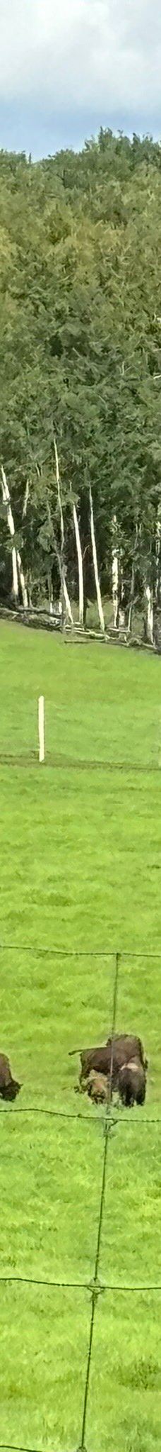 Large Animal Research Station-科利奇