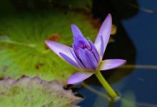 Maire Nui植物园景点图片