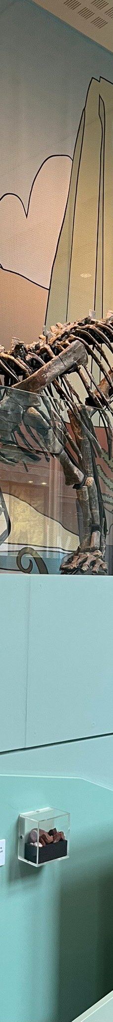 曼彻斯特博物馆-曼彻斯特