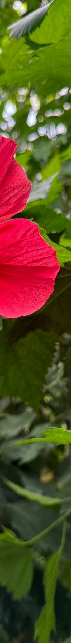 Casa delle Farfalle-米兰马瑞提那