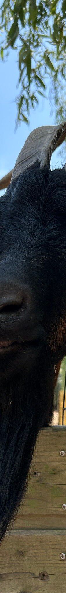 Discovery Farm Saint-André-滨海阿热莱斯