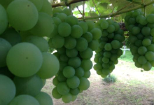 Asadaen Farm景点图片