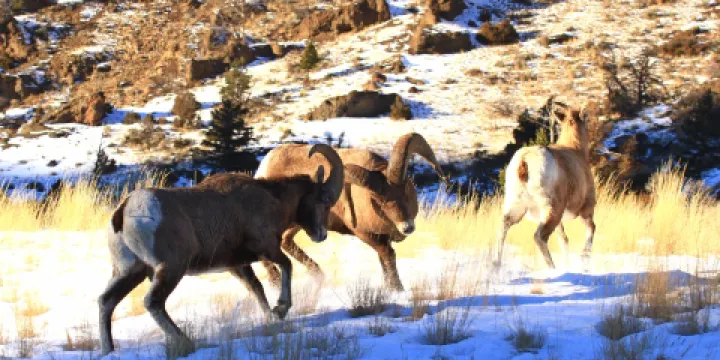 Shoshone National Forest