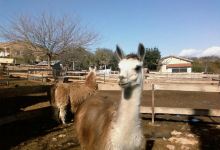 Ferme Zoo de Bouzigues景点图片