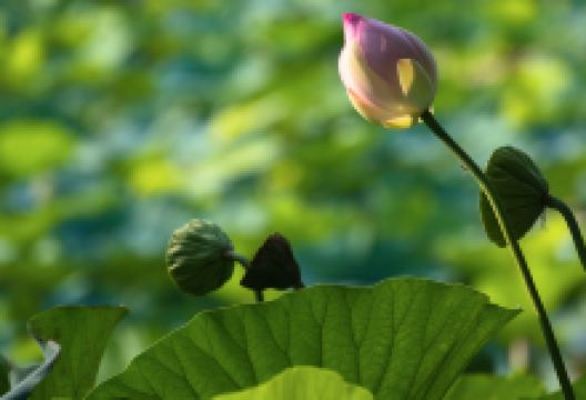 Il Parco del Loto景点图片