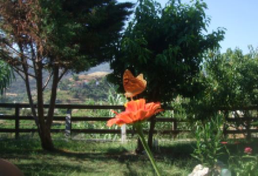 Icarian Utopia景点图片