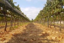 Mettler Winery景点图片