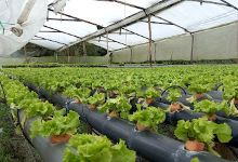 VIVERO EL PROGRESO购物图片