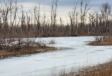 Steyermark Woods Conservation Area景点图片