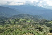 Proyecto AVOCATE - Entrada Viboral景点图片