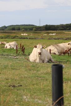 Lyngså Strand-赛比