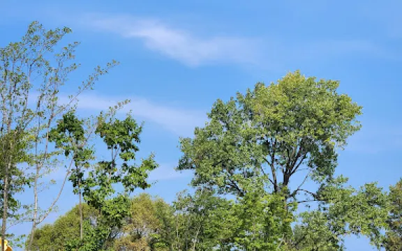 Yangyang Pine Sculpture Park