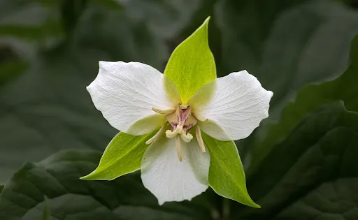 Shenks Ferry Wildflower Preserve
