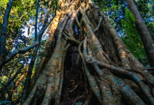 Cây gõ Bác Đồng景点图片