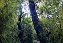 Big Totara Walk景点图片