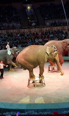 奇尼塞利马戏团-圣彼得堡