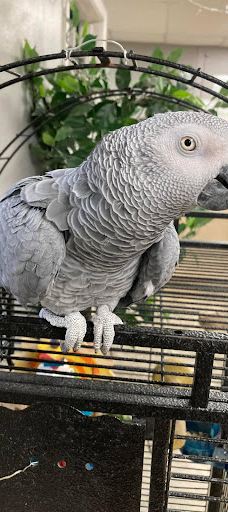 PAWsitively Wild Animal Encounters-阿托卡县