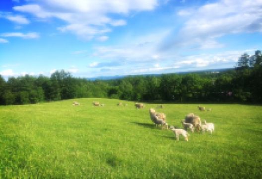 Ishida Sheep Farm景点图片
