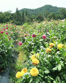 Damask Wind-鹿屋市