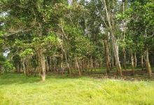 Lapangan BRAJALUHUR景点图片