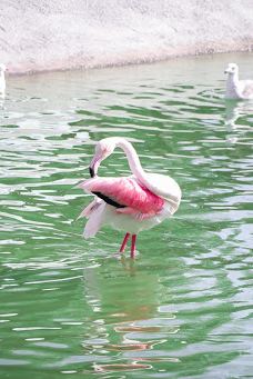 Bandarabbas Birdgarden-阿巴斯港