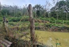 Pojie farm景点图片