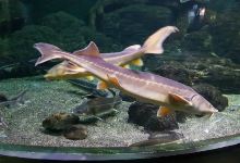 索契海洋探索世界水族馆景点图片