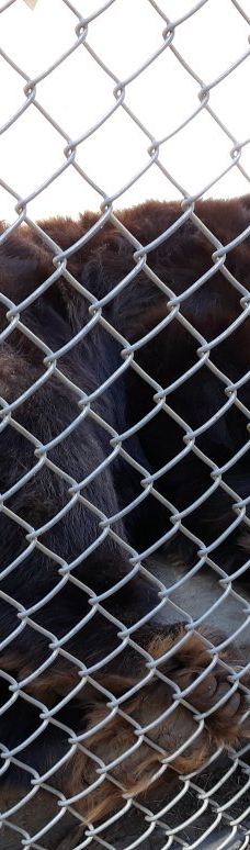 大熊湖动物园-大熊湖