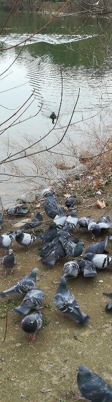 Parco della Pellerina-都灵