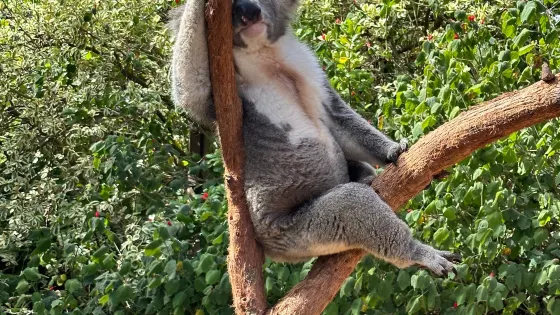 袋鼠島野生動物園