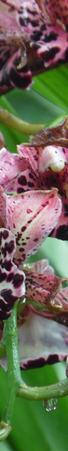 Orquidario de Morelia-莫雷利亚