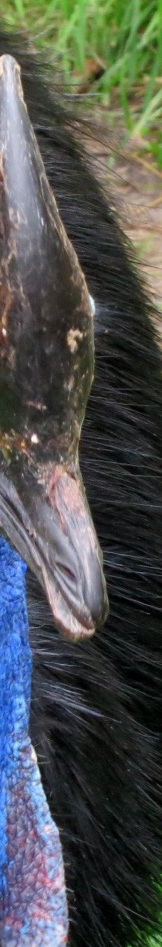 Vogelpark Niendorf-蒂门多尔费尔斯特兰德