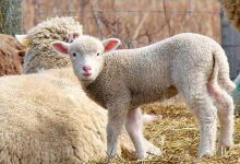 The Spicy Lamb Farm景点图片